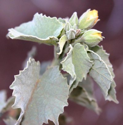 Abutilon pycnodon, photographed by Tony Rebelo