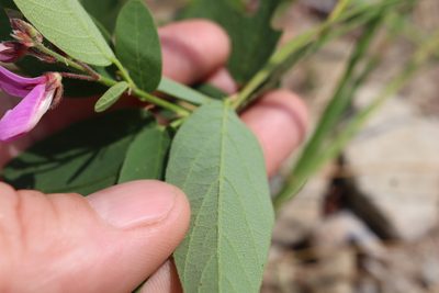 Desmodium canadense, photographed by Henry "Nick" Robertson
