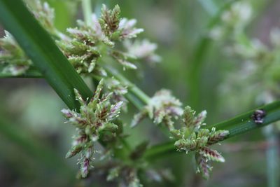 Cyperus fuscus, photographed by Henry "Nick" Robertson