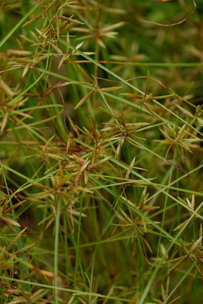 Cyperus filicinus, photographed by Bonnie Semmling