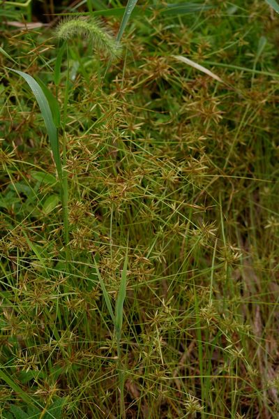 Cyperus filicinus, photographed by Bonnie Semmling