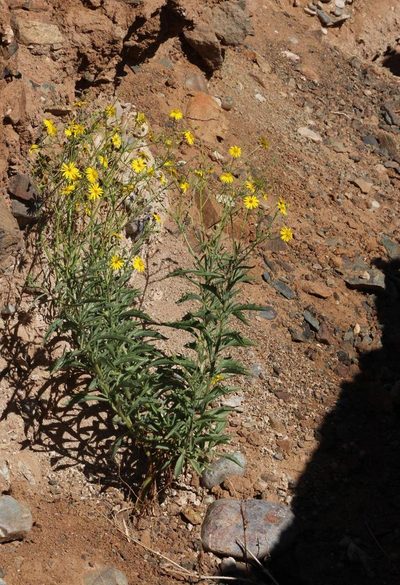 Osteospermum microcarpum, photographed by Tony Rebelo