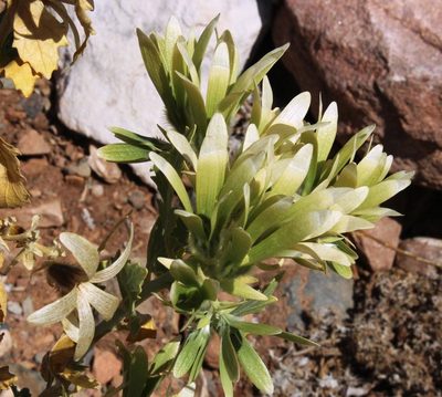 Kissenia capensis, photographed by Tony Rebelo