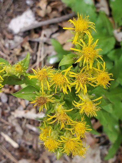 Oreochrysum parryi, photographed by Craig Martin