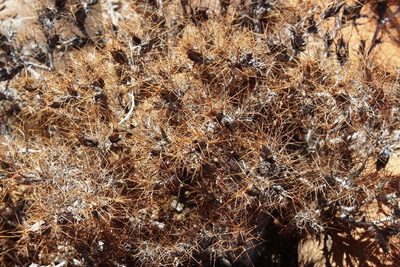Blepharis furcata, photographed by Tony Rebelo