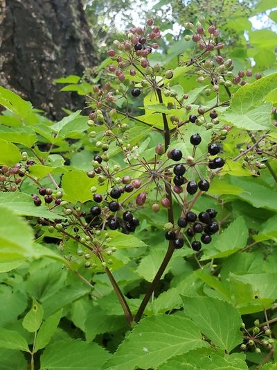 Aralia bicrenata, photographed by Craig Martin