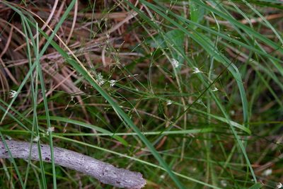 Rhynchospora alba, photographed by Bonnie Semmling