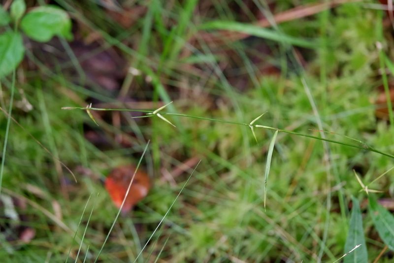 Carex collinsii, photographed by Bonnie Semmling