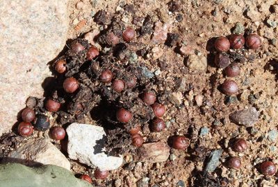 Euclea pseudebenus, photographed by Tony Rebelo