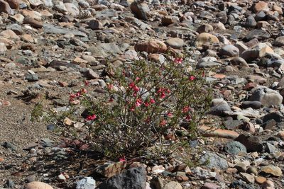 Hermannia stricta, photographed by Tony Rebelo