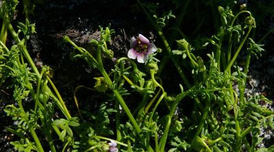 Diascia elongata, photographed by Tony Rebelo