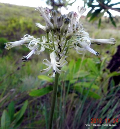 Drimia sphaerocephala, photographed by Peter Warren