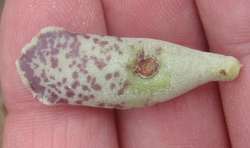 Adromischus cooperi, photographed by Nicola van Berkel