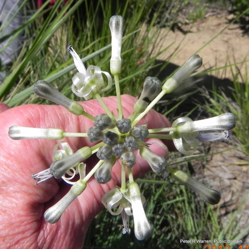 Drimia sphaerocephala, photographed by Peter Warren
