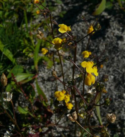 Nemesia pinnata, photographed by Tony Rebelo
