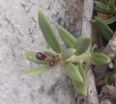Pachypodium bispinosum, photographed by Nicola van Berkel