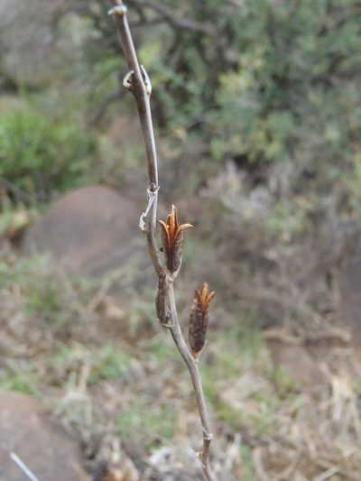 Astroloba foliolosa, photographed by Nicola van Berkel