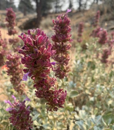 Salvia pachyphylla, photographed by Krista Maxwell
