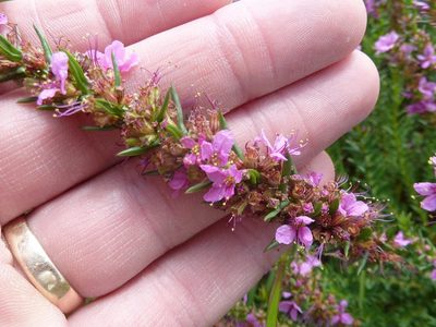 Ammannia sagittifolia, photographed by Andrew Hankey