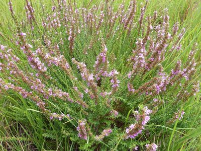 Ammannia sagittifolia, photographed by Andrew Hankey