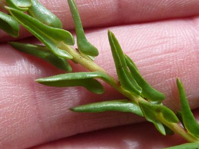 Ammannia sagittifolia, photographed by Andrew Hankey