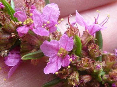 Ammannia sagittifolia, photographed by Andrew Hankey