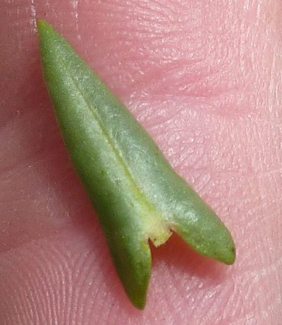 Ammannia sagittifolia, photographed by Andrew Hankey