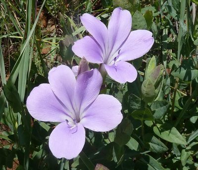Barleria wilmsiana, photographed by Andrew Hankey