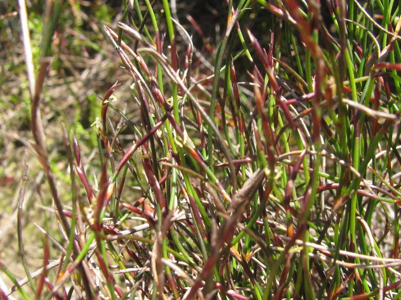 Restio paludosus, photographed by douglaseustonbrown