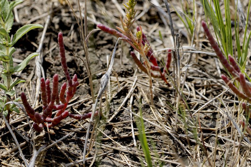 Salicornia rubra, photographed by Fotojunkie8’s