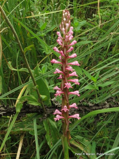 Satyrium macrophyllum, photographed by Peter Warren
