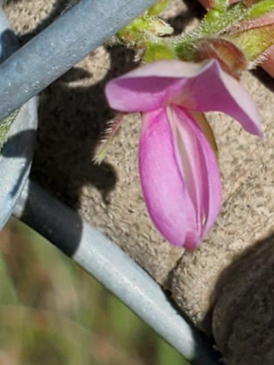 Galactia texana, photographed by Jo Roberts