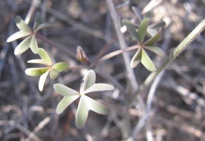Oxalis livida, photographed by douglaseustonbrown