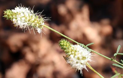 Dalea candida, photographed by Catherine C. Galley