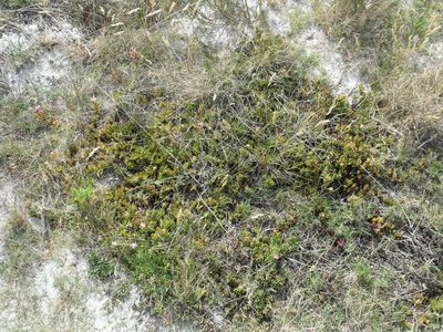 Ruschia duthieae, photographed by James Deacon