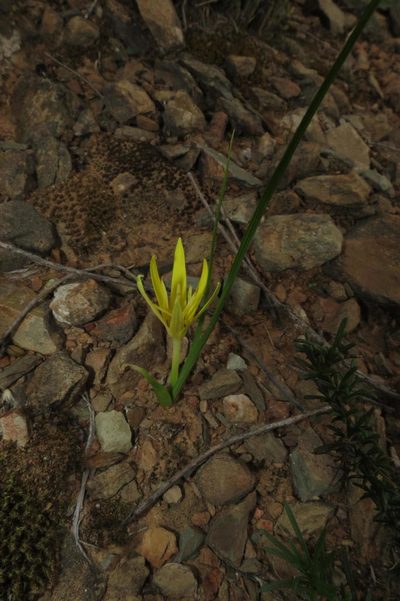 Empodium flexile, photographed by Brian du Preez