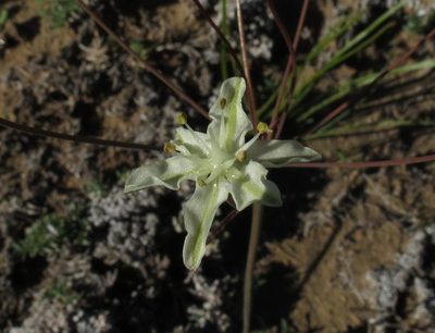 Strumaria gemmata, photographed by Brian du Preez