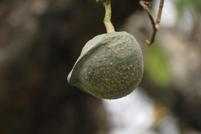 Tabernaemontana elegans, photographed by Brian du Preez