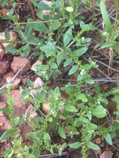 Euploca fruticosa, photographed by Oscar C. González Martínez