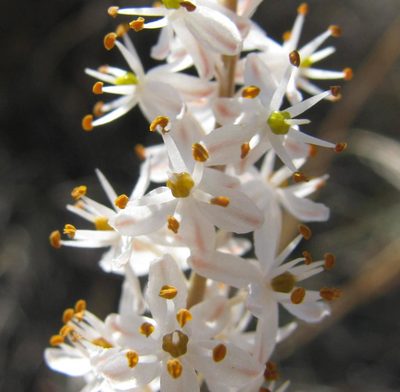 Bulbinella trinervis, photographed by douglaseustonbrown