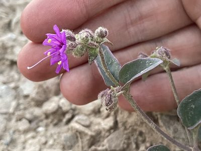 Mirabilis comata, photographed by Bobby McCabe
