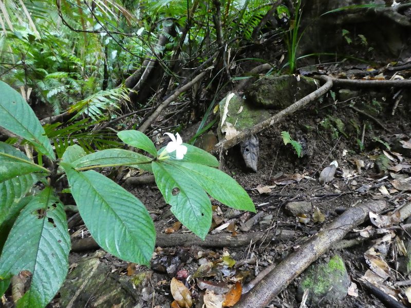Atractocarpus hirtus, photographed by Steve Fitzgerald