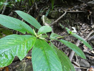Atractocarpus hirtus, photographed by Steve Fitzgerald