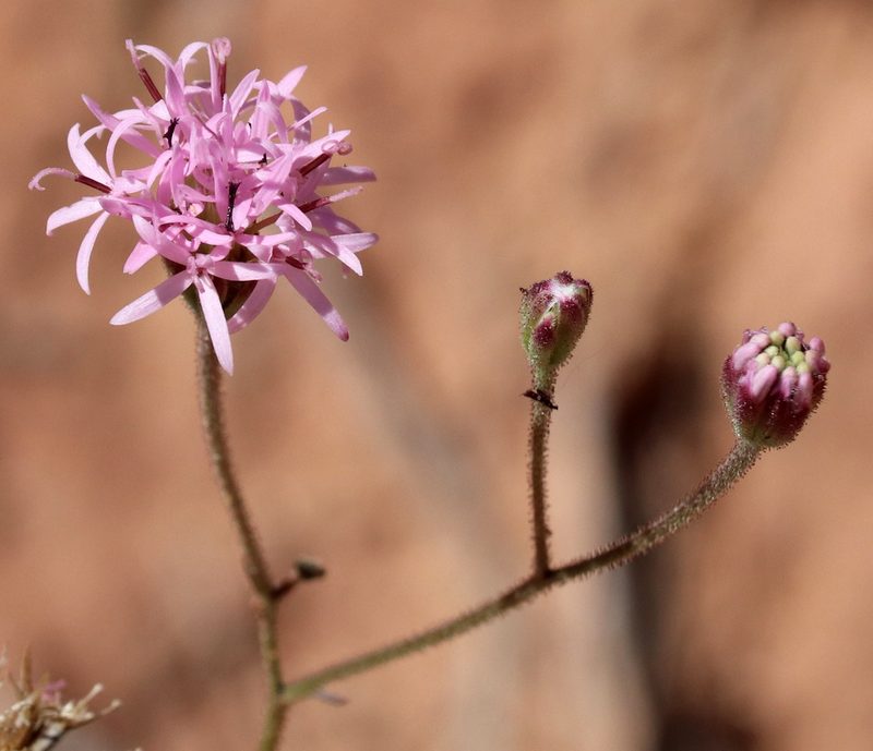 Palafoxia rosea, photographed by Catherine C. Galley