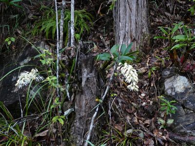 Dendrobium jonesii, photographed by Steve Fitzgerald