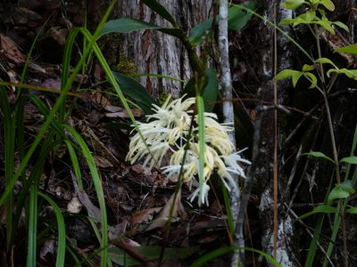Dendrobium jonesii, photographed by Steve Fitzgerald