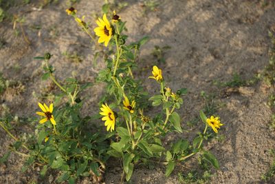 Helianthus petiolaris, photographed by Spencer Quayle