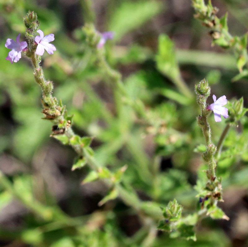 Verbena plicata, photographed by Catherine C. Galley