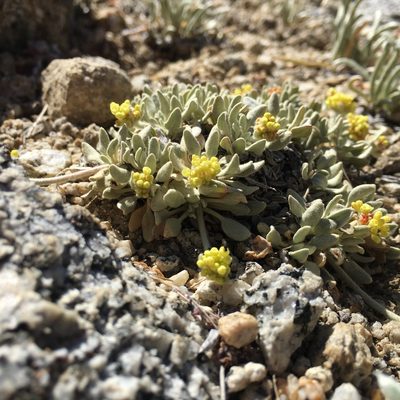 Eriogonum incanum, photographed by Ryan Hearty