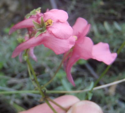 Diascia patens, photographed by Nicola van Berkel